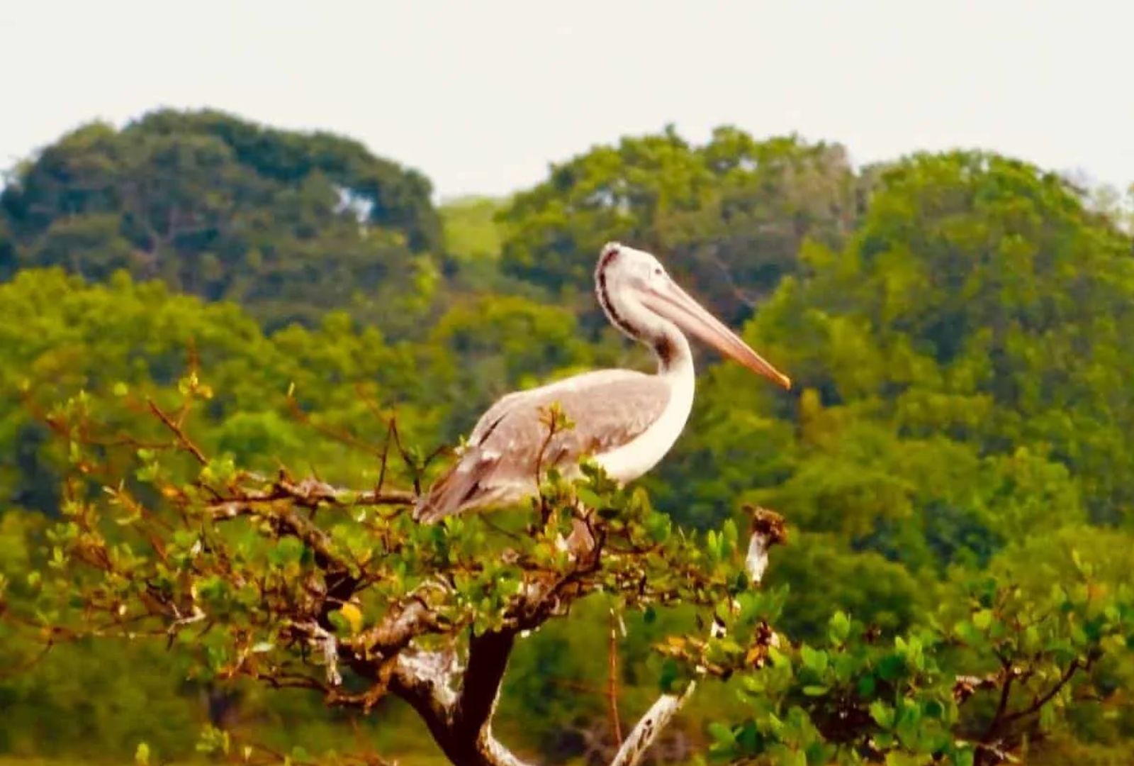 Untitled design (11)