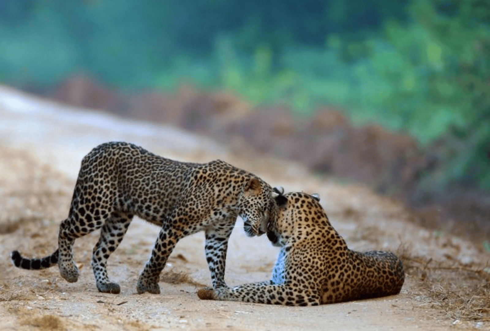 Yala Half Day Safari – from Arugam-Bay (Private)
