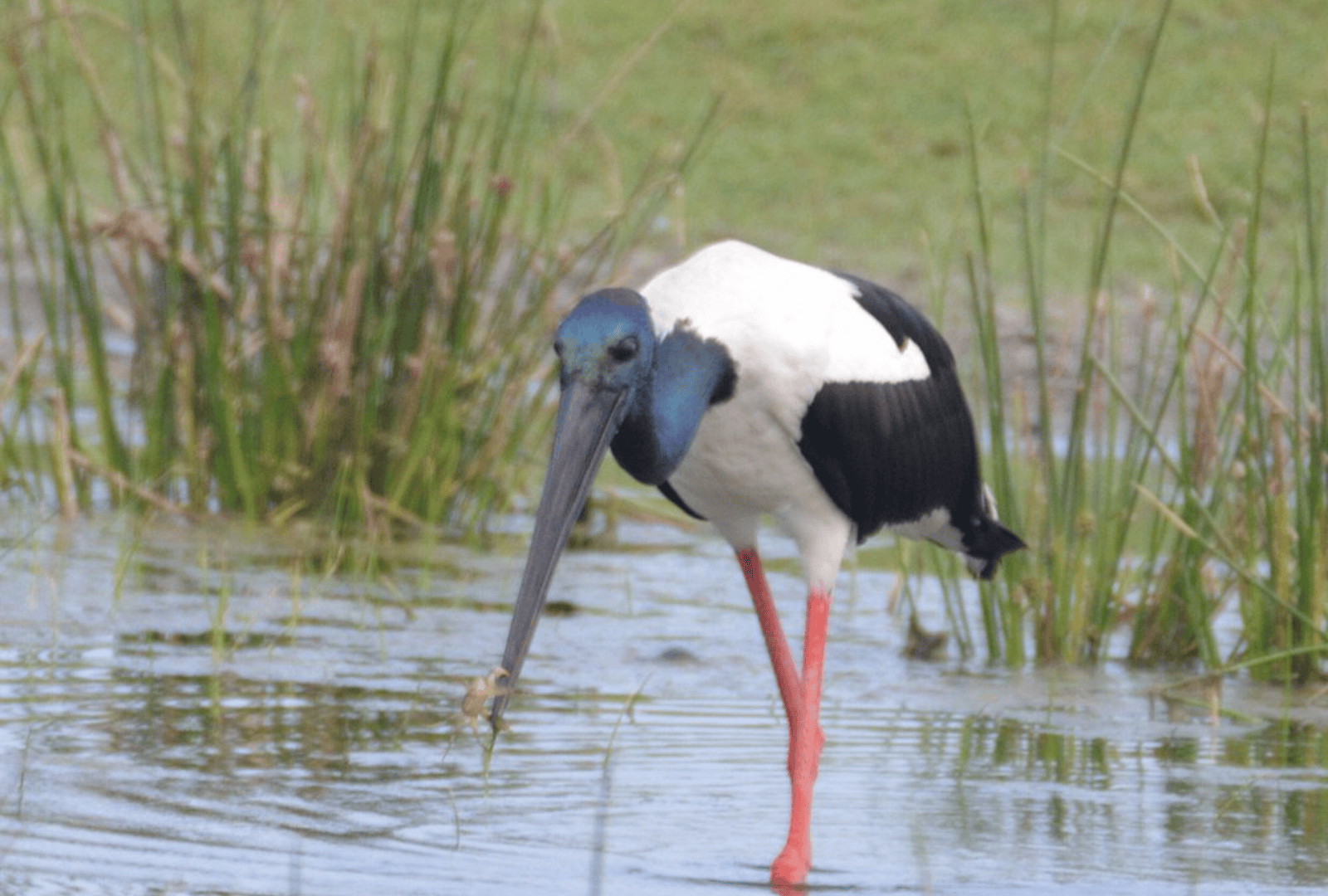 Untitled design - 2026-02-18T154544.967