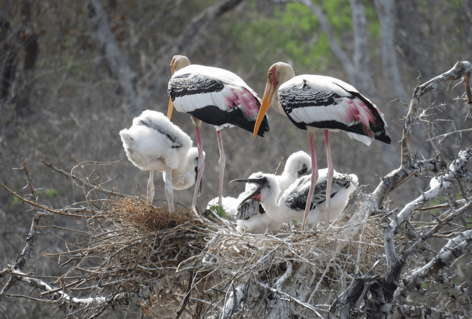 Untitled design - 2026-02-18T163456.299