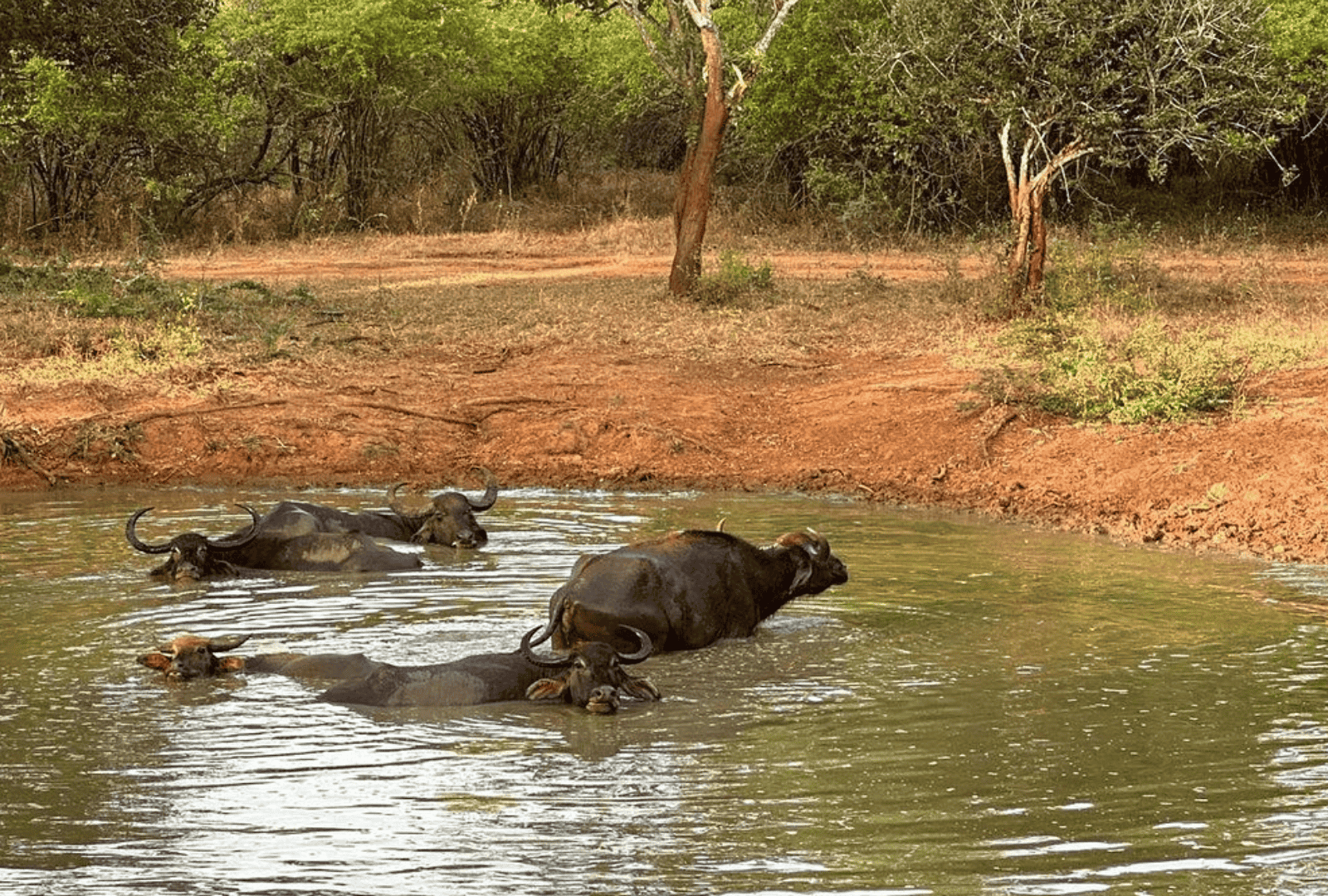 Untitled design - 2026-02-18T163759.783