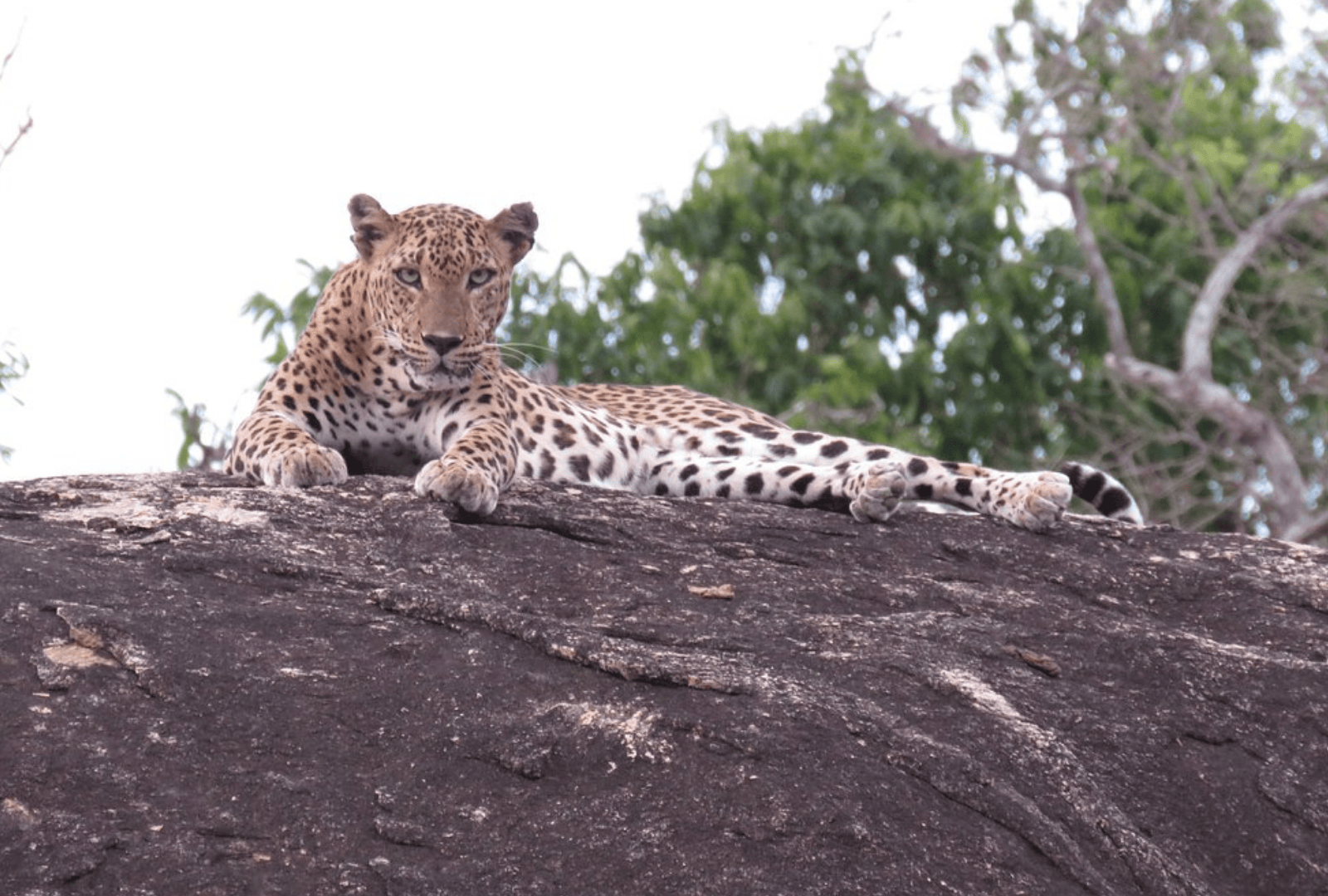 Untitled design - 2026-02-18T165954.808