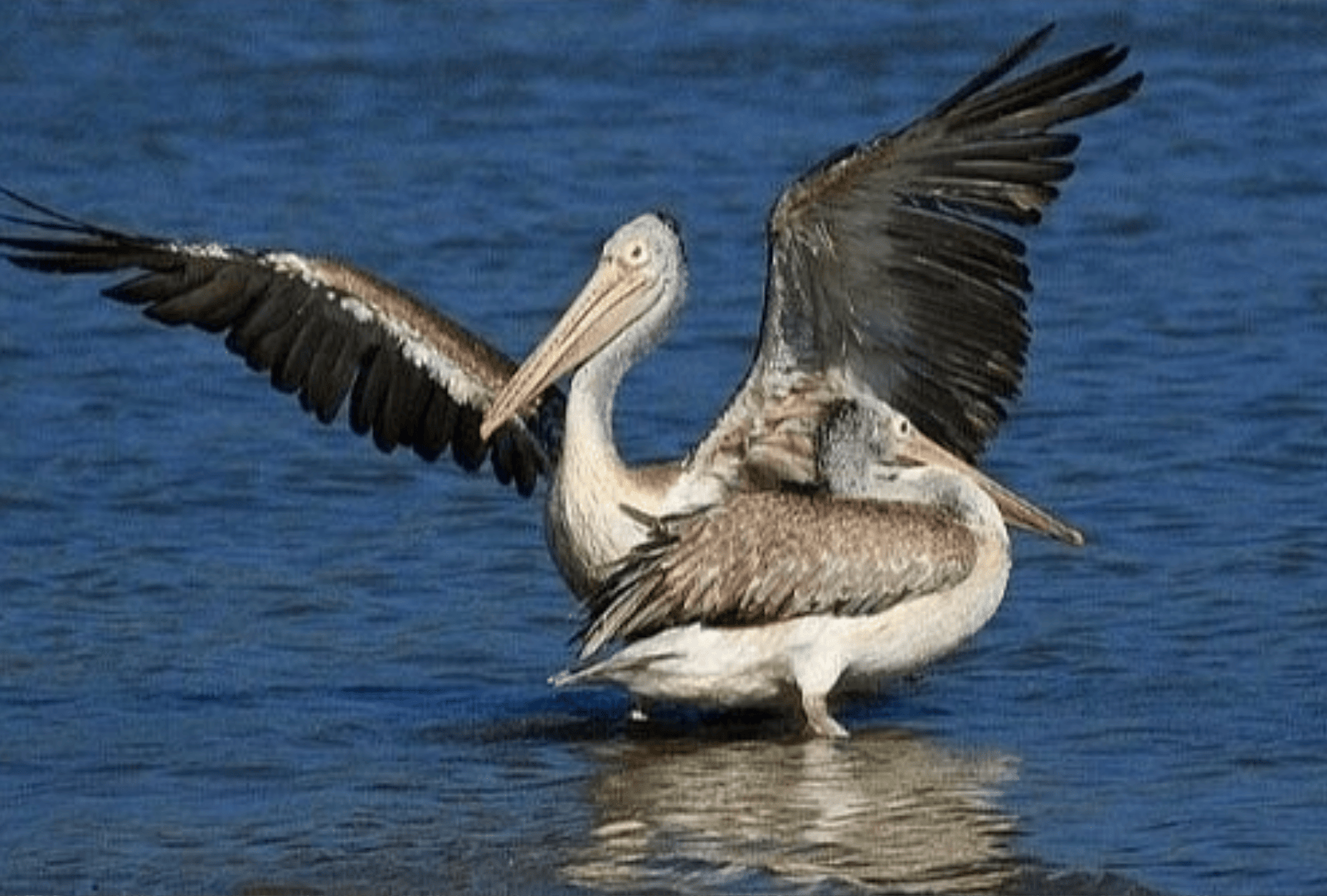 Untitled design - 2026-02-18T170043.247