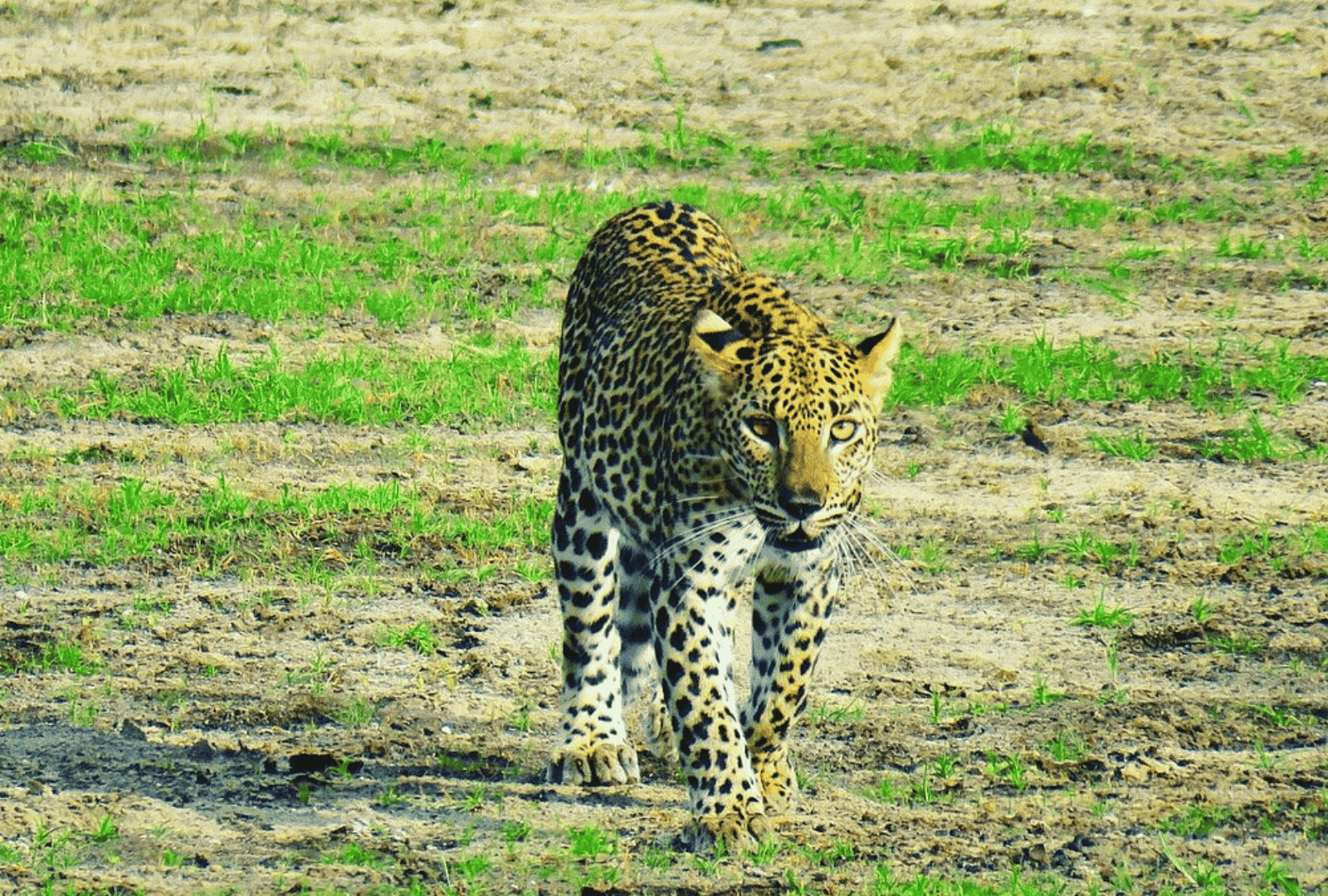 Untitled design - 2026-02-19T122243.146