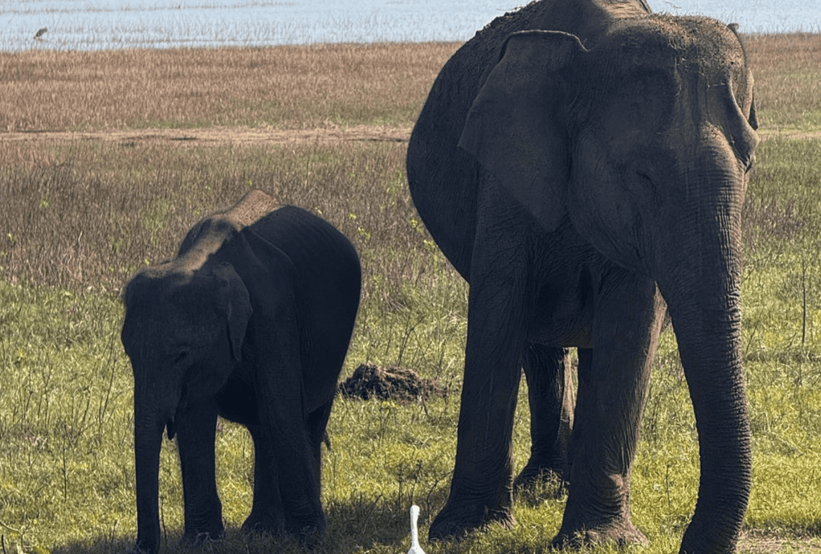 Untitled design - 2026-02-19T130615.639