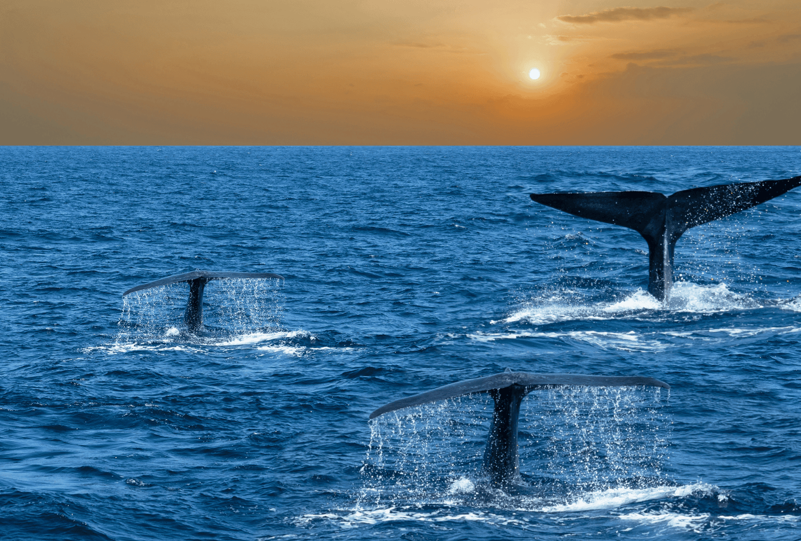 Untitled design - 2026-02-20T172506.407