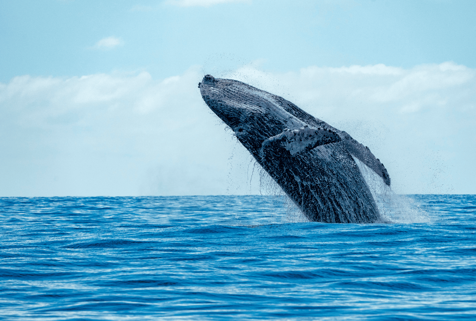 Untitled design - 2026-02-20T172637.352