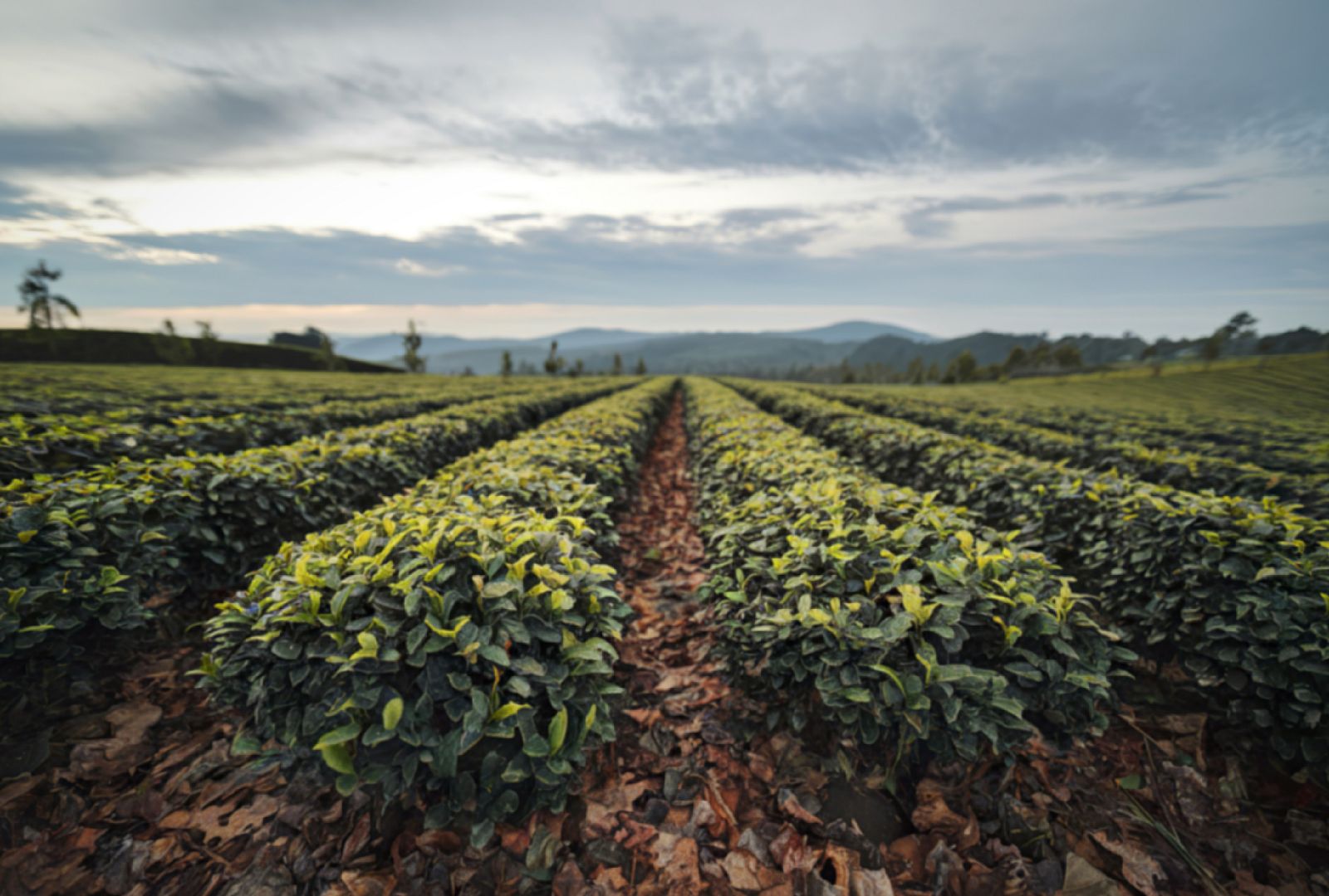 Untitled design (51)