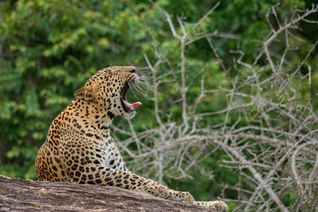Kumana National Park Half Day Safari – from Arugam Bay
